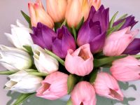 Mini Tulpen | Real Touch | Seidenblumen | Kunstblumen | Deko Nordrhein-Westfalen - Gevelsberg Vorschau