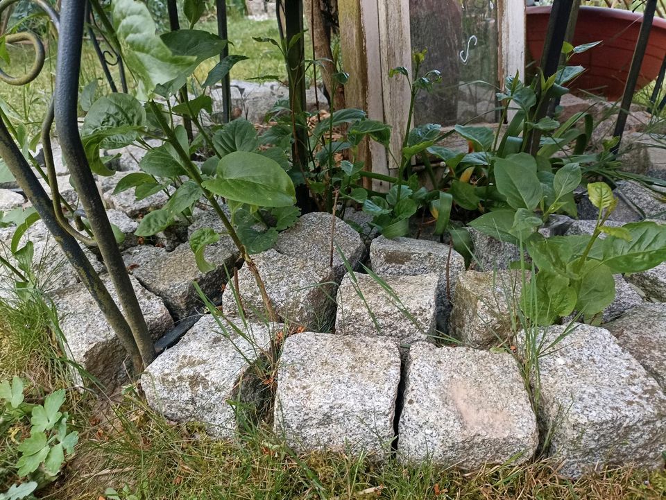 Garten Pflanze Flieder Ableger in Bodenwöhr