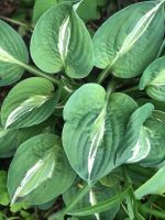 Hosta Striptease - Blattschmuckstaude - Selten Thüringen - Sömmerda Vorschau