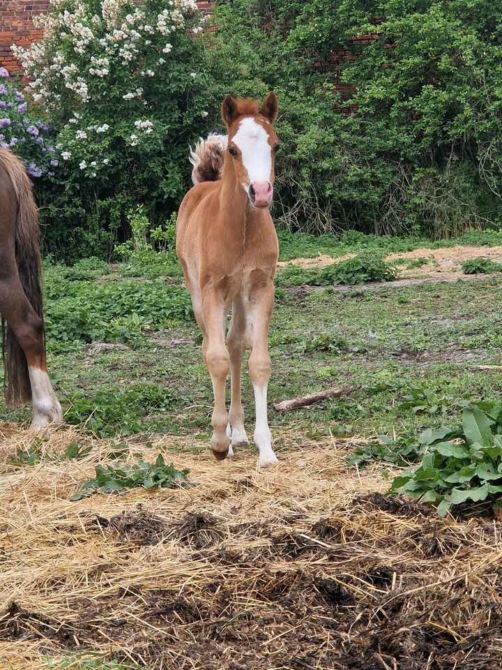 Welsh B Stutfohlen, Pony, Welsh Pony in Doberlug-Kirchhain