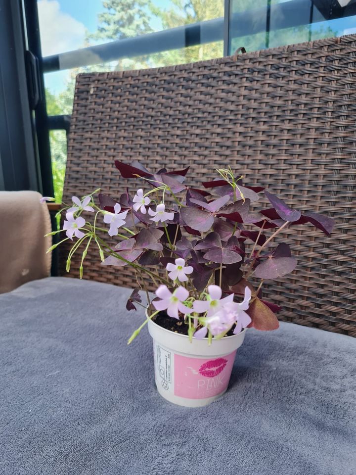 Oxalis Triangularis in Bremen