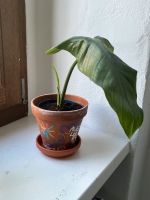 Philodendron Hastatum Ableger Friedrichshain-Kreuzberg - Kreuzberg Vorschau