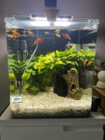 Nano Cube Aquarium 60L - Mit Zubehör Berlin - Lichtenberg Vorschau