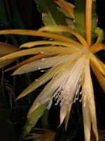 Epi, Epiphyllum, Blattkaktus Frühlingsgold duftender Massenblüher Essen - Essen-Borbeck Vorschau