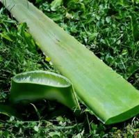 Aloe Vera Blätter  Gel Kr. München - Unterschleißheim Vorschau