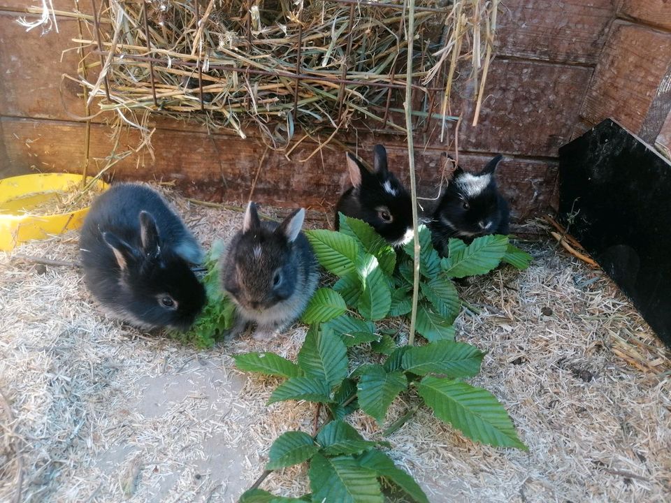 Zwergkaninchen Löwenköpfchen Weibchen & Männchen Rammler in Dresden