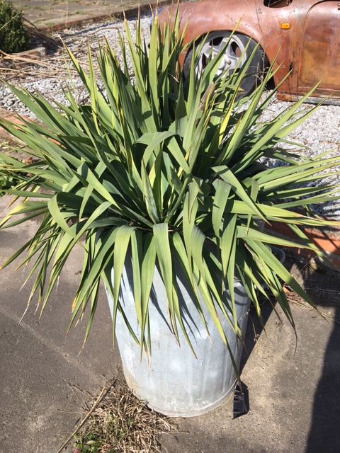 YUCCA Gartenyucca Palme GESUCHT in Sülzetal