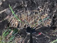 Chinagras frisch ausgegraben zu verschenken Niedersachsen - Leiferde Vorschau