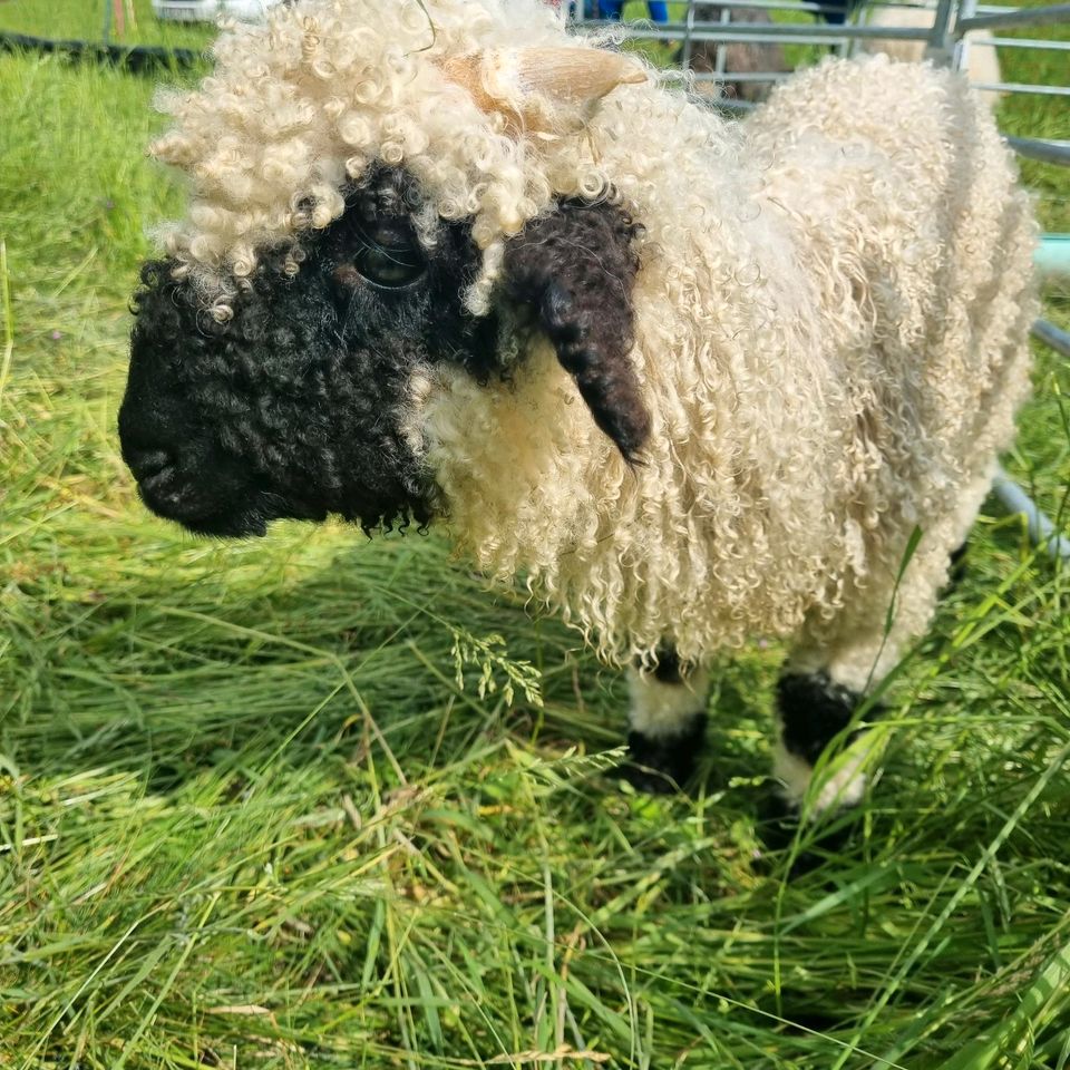 Walliser Schwarznasen Lämmer Schafe Lamm in Sinn