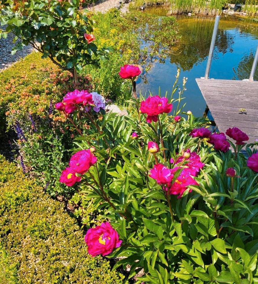 Gartenpflege Heckenschnitt Beetpflege in Edewecht - Friedrichsfehn