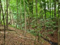 Waldgrundstück gesucht Nordrhein-Westfalen - Kalletal Vorschau