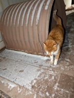 Katze in der Nähe von Mammendorf / Irxleben  gefunden Sachsen-Anhalt - Möser Vorschau