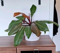 Philodendron Prince of Orange Niedersachsen - Vechta Vorschau