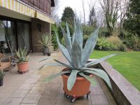 Agave, Agave americana, Agave grün, Kaktus Nordrhein-Westfalen - Kamp-Lintfort Vorschau