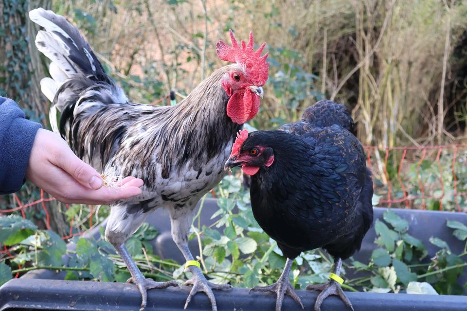 Bunte Bruteier - Marans, Silverudds Blå,... in Syke