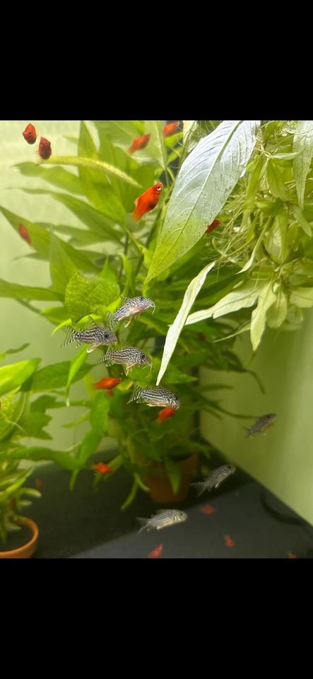 Corydoras sterbai 5€ in Esslingen