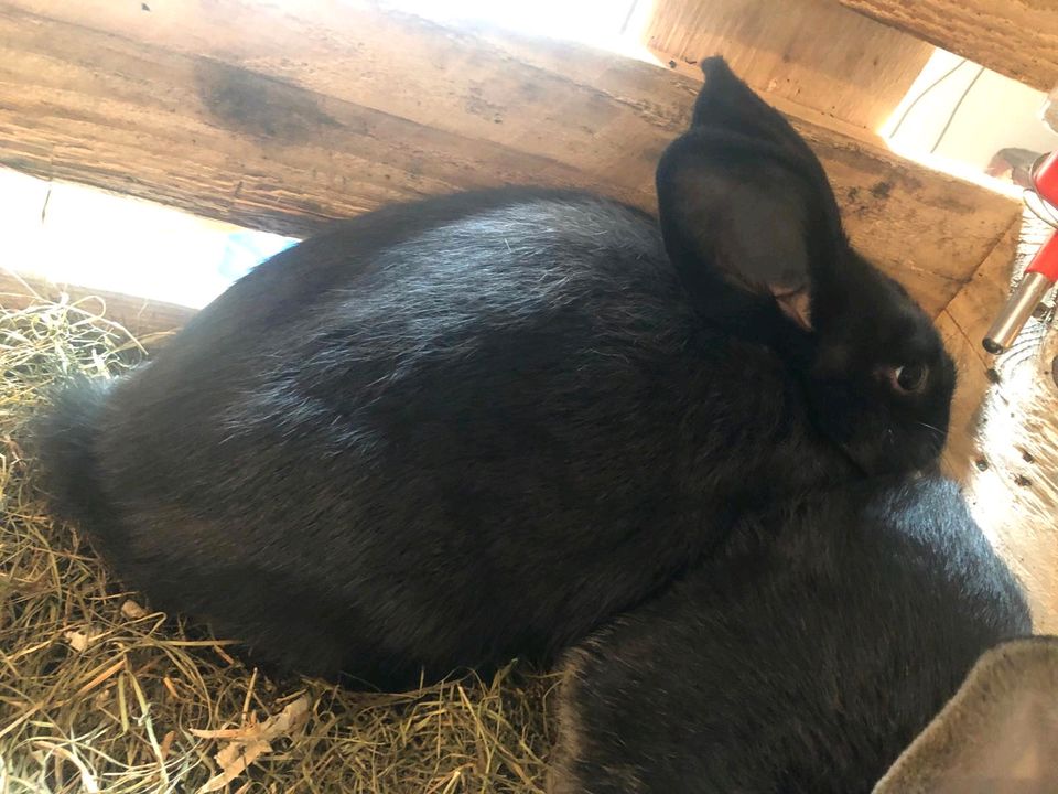 Kaninchen Weißgrannen 2 Weibchen 1 Männchen in Unterschleißheim