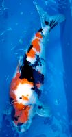 Isa Showa, female, 73 cm, Rukosai, Koi Bayern - Mainburg Vorschau