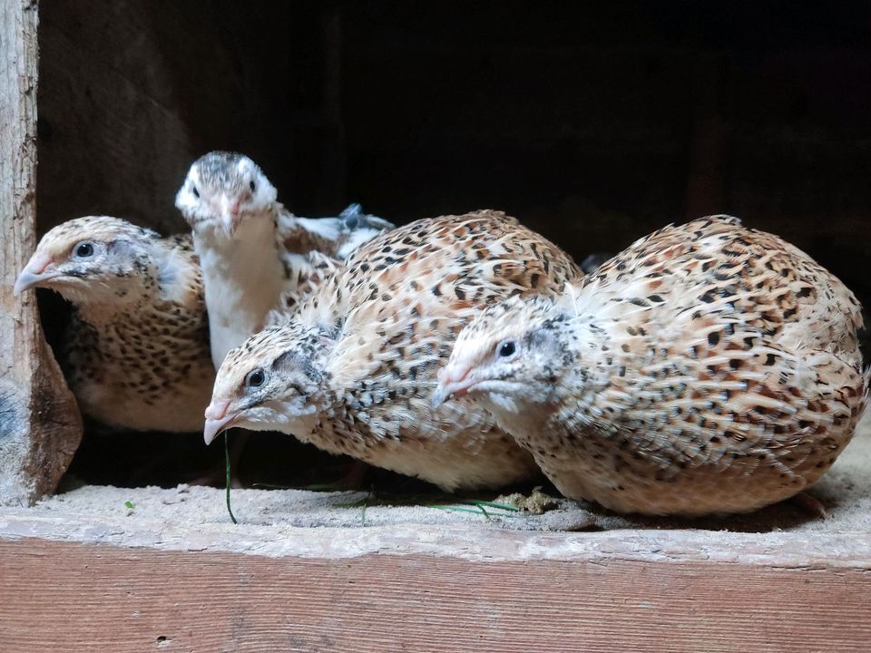 leckere und gesunde Wachteleier, Speiseeier und Bruteier in Vlotho