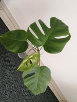 Monstera Aurea Kopfsteckling Niedersachsen - Barßel Vorschau