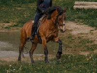 Reitbeteiligung für Verlass-Pony gesucht❤️ Schleswig-Holstein - Hohenlockstedt Vorschau