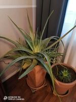 Aloe Aloe Aloe Nordrhein-Westfalen - Dinslaken Vorschau