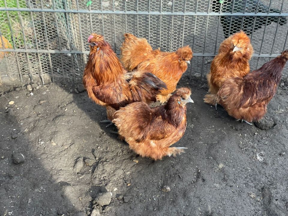 Seidenhühner rot (dunkel) Eier BE in Bottrop