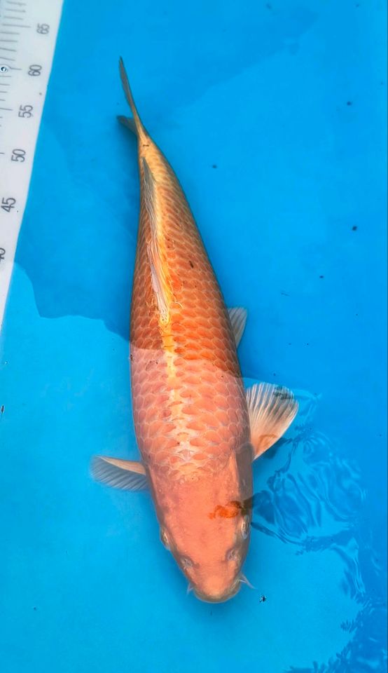 Koi 42 cm, Yamabuki mit toller Färbung! Teich, Fische in Nordenham