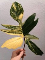 Philodendron Florida Beauty Nordrhein-Westfalen - Gelsenkirchen Vorschau