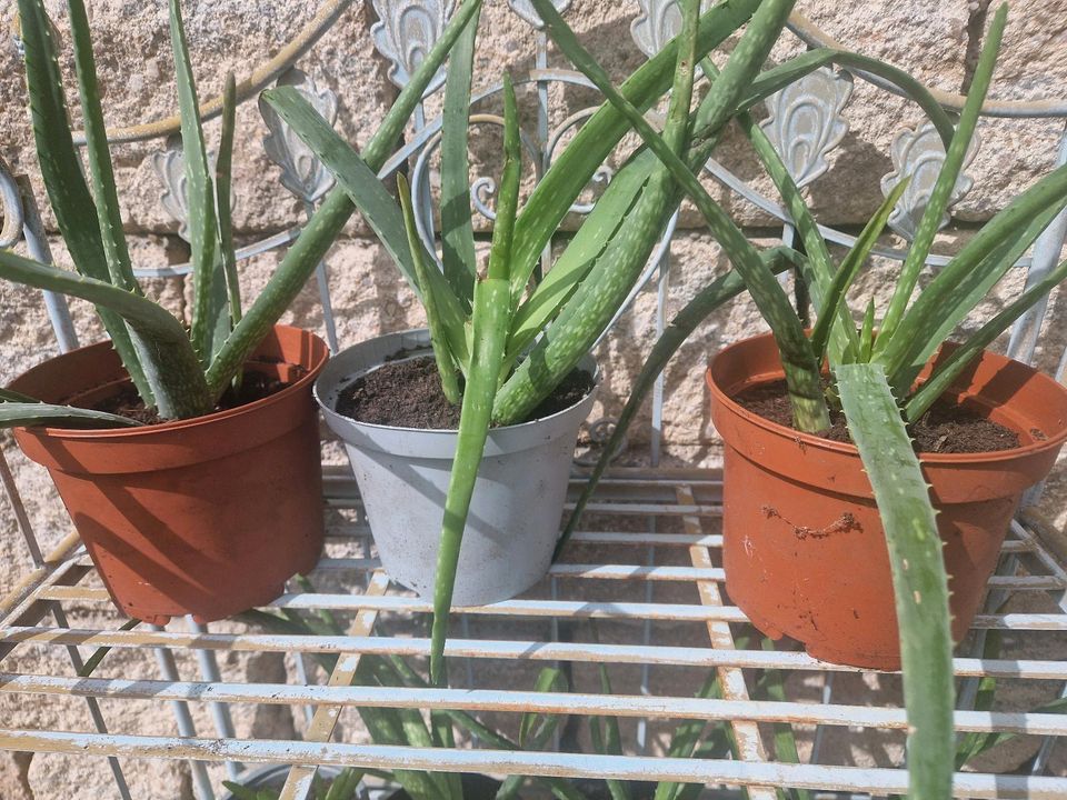 Aloe Vera Ableger BIO in Etzenricht