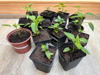 Bio Chili-Pflanzen, verschiedene samenfeste Sorten Baden-Württemberg - Villingen-Schwenningen Vorschau