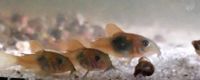 Corydoras venezuela orange Panzerwels Panzerwelse Wels Welse Nordrhein-Westfalen - Borken Vorschau