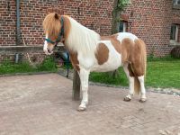 Kindergeburtstag Ponyhof Niedersachsen - Melle Vorschau