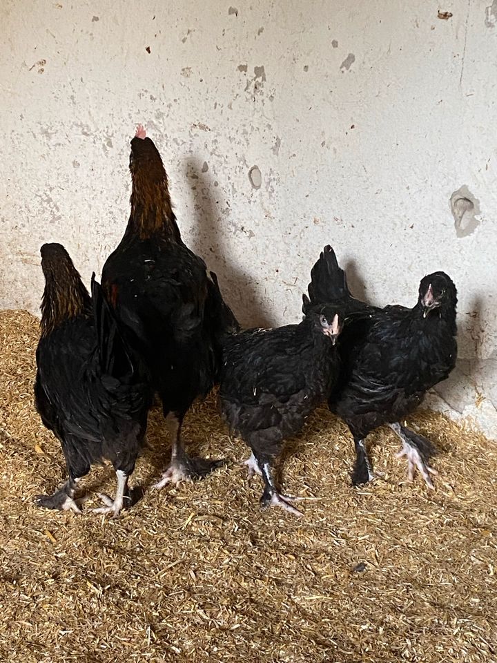 Marans reinrassig Hühner Hennen Schoko Eier in Wolfenbüttel