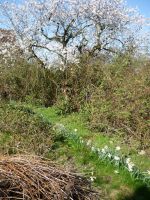 Camper-Stellplatz Zeltplatz im Natur-Garten Privat-Camping Niedersachsen - Wiedensahl Vorschau