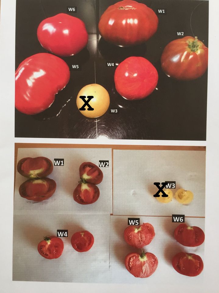 Tomatenpflanzen, alte Bio Sorten u.a. aus der Provence Spende UA in Wiesbaden