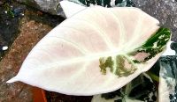 Alocasia Black Velvet Pink Variegata - High Quality - M70Rqun Hessen - Obertshausen Vorschau