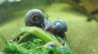 Blaue Posthornschnecke - Planorbella duryi duryi ( Blaue PHS ) Baden-Württemberg - Backnang Vorschau