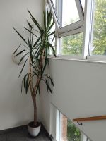 Schöne Yucca / Yukka Palme Zimmerpalme Pflanze ca 3,30 m Hamburg-Nord - Hamburg Barmbek Vorschau