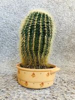 Riesiger Kakteen Cactus Kaktus ca. 40 hoch, 25 cm Durchm Nordrhein-Westfalen - Siegen Vorschau