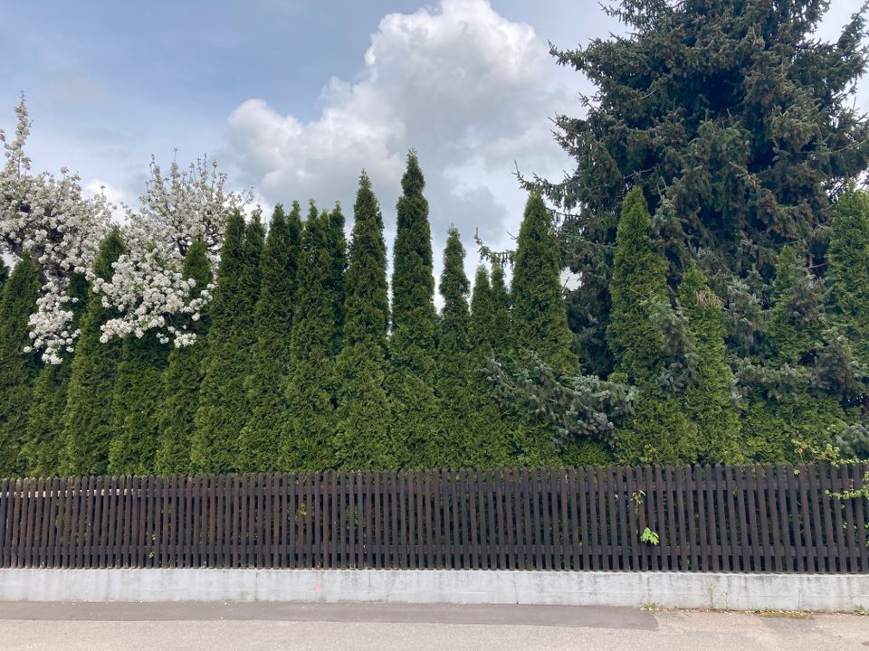 Thuja Thujen Lebensbäume Hecke, 17 Stück, 4m bis 4,4m Höhe in München