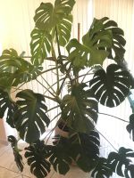 Zimmerpflanze, Fensterblatt (Monstera deliciosa) Nordrhein-Westfalen - Horstmar Vorschau