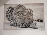 Wandbild Leopard 3tlg 120x80 Leuna - Günthersdorf Vorschau