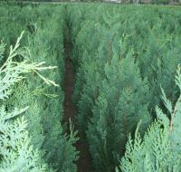 Scheinzypresse Columnaris ab 80 bis 140 cm Hecke /Solitärpflanze Niedersachsen - Wietmarschen Vorschau