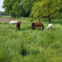 Offenstall, Stallplatz, Weide im Wallenhorst frei Niedersachsen - Wallenhorst Vorschau