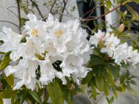 Rhododendron weiß ca 1,5 m Berlin - Spandau Vorschau