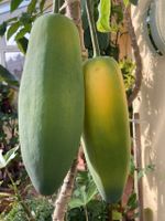 Papaya, Banane, Feige sicher Früchte Baden-Württemberg - Meckenbeuren Vorschau