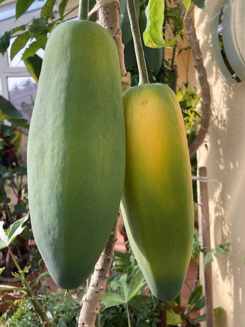 Feige, Papaya, Banane alle sicher Früchte, große Palme in Meckenbeuren