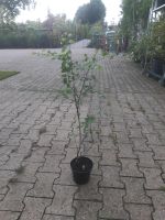 Wildpflaume Prunus cerasifera 60-80cm Nordrhein-Westfalen - Simmerath Vorschau