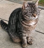Katze in Eggersdorf  vermisst!!!!! Brandenburg - Eggersdorf Vorschau